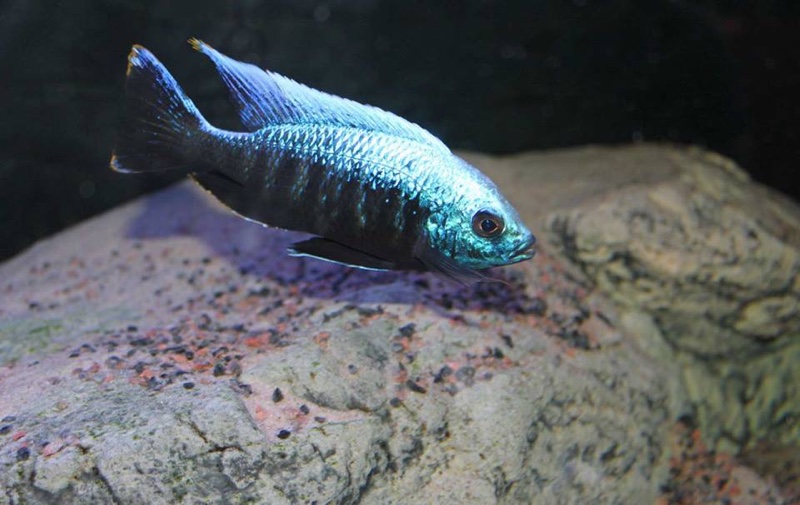Copadichromis parvus
